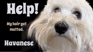 HELP My HAVANESE got MATTED [upl. by Animrelliug]