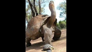 5 datos curiosos sobre las tortugas 🐢 [upl. by Di]