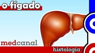 O Fígado  HISTOLOGIA [upl. by Moclam]