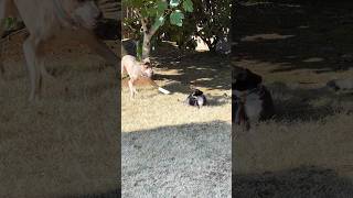 What a bunch of goof balls cat happy puppy cute fyp viral trending funny [upl. by Callum572]