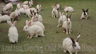 Cute Animal Rabbits as Pets Video  Rabbit Farming in India  Indian Rabbit  ढेर सारे खरगोश [upl. by Anyt]