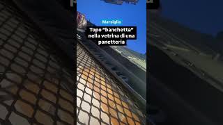 Marsiglia topo banchetta nella vetrina di una panetteria [upl. by Salb573]