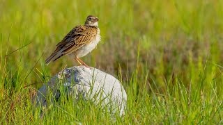 Calandra Lark  Melanocorypha calandra [upl. by Eelnyl646]