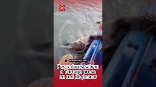 paita pescadores salvan a tortuga enredada en el mar [upl. by Nyrret]