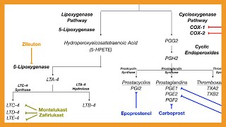 Arachidonic Acid Pathway Prostaglandins Prostacyclins Thromboxanes amp Leukotrienes [upl. by Novello]