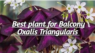 Oxalis Triangularis  The best plant for Balcony [upl. by Eachelle632]