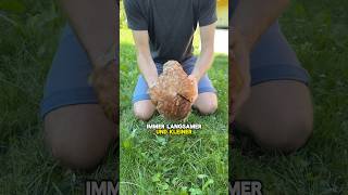 Huhn zum Schlafen bringen😴🐓 huhn schlafen landwirtschaft hühnerhack tippsundtricks [upl. by Rednave]