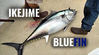 Ikejime Method on a Bluefin Tuna [upl. by Zingg588]