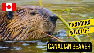 The Canadian Beaver Natures Engineer [upl. by Boswell]