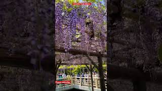 Wisteria festival  Kameido Tenjin Shrine [upl. by Moise]