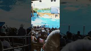 killer whale show at SeaWorld viral orca Encpunter [upl. by Anauqes]