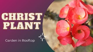 Euphorbia Milii  Christ Plant or Christ Thorn  how to take care of Christ plant gardeninrooftop [upl. by Lita]