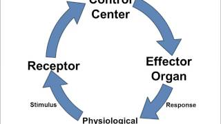 Homeostasis Video 4 Physiological Feedback Loops [upl. by Tunnell250]