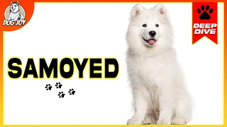 Samoyeds 101 Everything You Need To Know [upl. by Maynord]