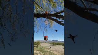 Beautiful Rufous Hummingbird hummingbird arizona sonorandesert [upl. by Lang893]