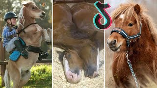 35 Minutes Of Reletable HORSE TikTok Compilation 226 [upl. by Nylareg35]