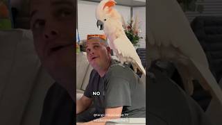 Angry Cockatoo Wont Let Owner Use His Phone 😂 [upl. by Nylodnewg370]