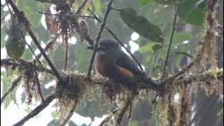 Whitefaced Nunbird  Hapaloptila castanea Aves colombianas [upl. by Iznik]