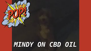 🐶🧨When a dog tries CBD DURING FIREWORKS part 2 singleton puppy amp Biko   Dog doganxiety [upl. by Eanwahs818]