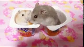 Yogurt hamsters fighting over chips [upl. by Odracer208]