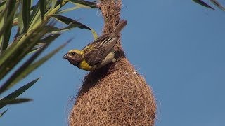 Baya weaver  The king of nest building birds [upl. by Enihpesoj]