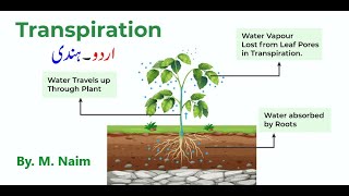 Transpiration  Opening amp closing of stomata  Biology 9th  Chapter 9 Transport [upl. by Neural715]