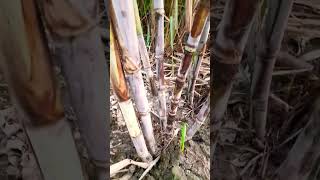 गन्ने की जबरदस्त मोटाई वाली वैरायटी 8005 sugarcane variety [upl. by Avrit]