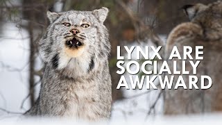 Canada Lynx Are Majestic Until You Hear Them Scream [upl. by Mafalda]