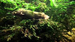 Electric Catfish Malapteruridae [upl. by Barraza]