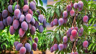 What are the stages of mango plant growth How to take care of a mango tree [upl. by Sparhawk]