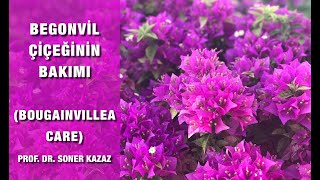 Begonvil Bakımı Bougainvillea Care Neden Çiçek Açmaz Nasıl Çoğaltılır [upl. by Solraced182]