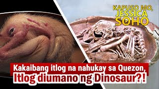 Kapuso Mo Jessica Soho July 21 2024  ITLOG NG DINOSAUR NAHUKAY DIUMANO SA QUEZON  KMJSPARODY [upl. by Aholah]