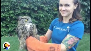 Great Horned Owl RELEASED back into the Wild  The Dodo LIVE [upl. by Renie237]