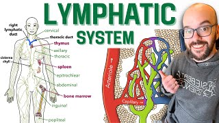 Lymphatic System [upl. by Nirrep935]