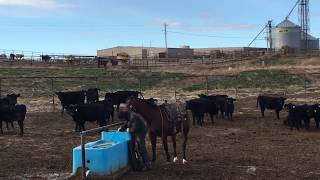 What is life like in a cattle feedlot [upl. by Anson]