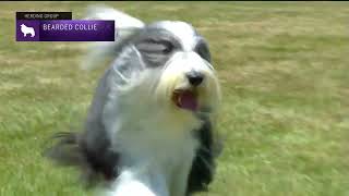 Bearded Collies  Breed Judging 2022 [upl. by Millham]