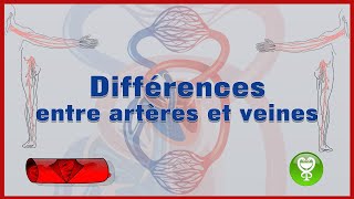 Différences entre artères et veines [upl. by Caro]