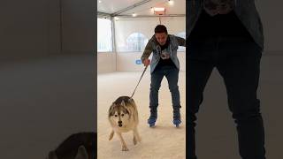 È possibile VIVERE 24 ORE sui PATTINI🛼😱⛸️ challenge sfida cane cani pattini [upl. by Tarr]