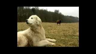 Nordmagazin N3 Maremmano Abruzzese Herdenschutzhunde in Mecklenburg Vorpommern [upl. by Nana728]