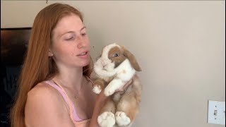 What Do My Mini Lop and Holland Lop Bunnies Weigh [upl. by Coray]