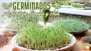 GERMINADOS en casa facilísimos y con 800 más nutrientes [upl. by Leunamnauj]