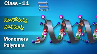 పోలీమర్లు మోనోమర్లు – Polymers Monomers  Biology 11 Telugu  Class 11  Inter 1st Year  Bipc [upl. by Leay]