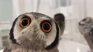 White Faced Scops Owl Trio🦉🦉🦉アフリカオオコノハズク トリオ [upl. by Lauber]