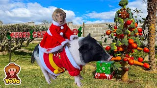 How monkey YiYi and Ủn Ỉn celebrate Merry Christmas [upl. by Faydra]