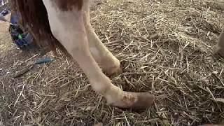 Hoof trim Boots was made for walking Mini Rehab trim [upl. by Ialocin]