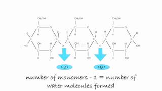 Polymerisation of Glucose to Starch [upl. by Annoik995]