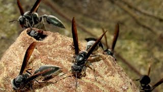 Warrior wasp nest Synoeca septentrionalis [upl. by Ellevart]