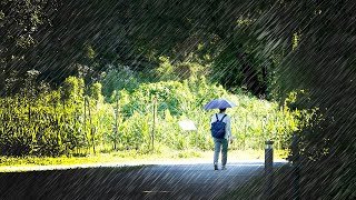 ABANDONED Deserted Rainforest 4K Rain Walk Tour  Earth Trail  Telok Blangah Hill Park  Singapore [upl. by Notgnilra]