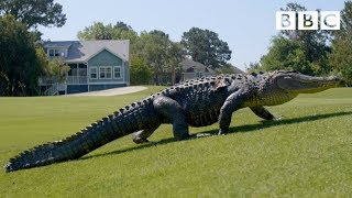 The Alligators taking over Americas golf courses  BBC [upl. by Rediah275]