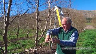 How to prune peach amp nectarine trees [upl. by Hitoshi]